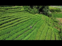 Ηλεκτρικό κουρευτικό φράχτη